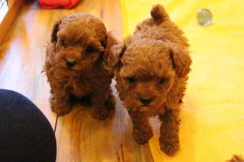 成約済の愛知県のトイプードル-42478の3枚目